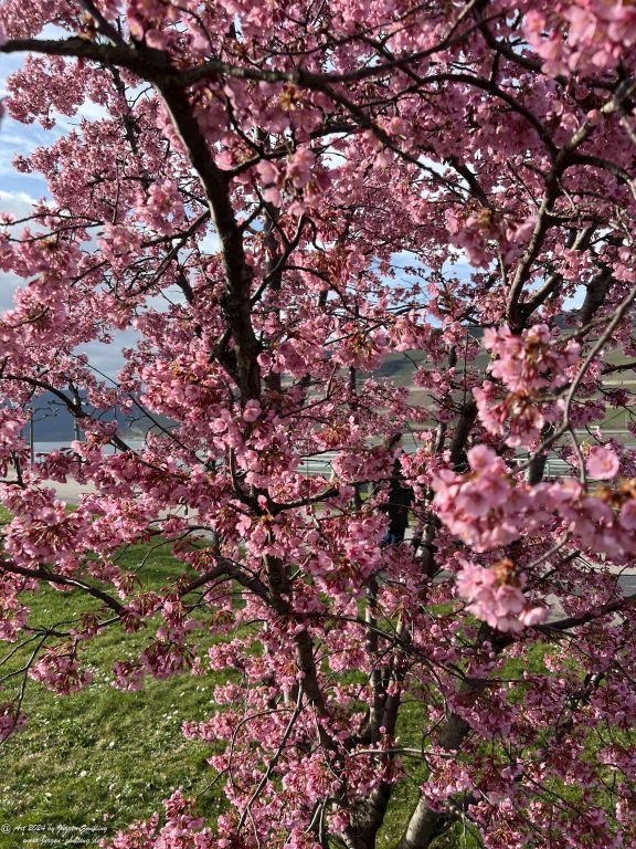 Japanische Kirschblüte - Bingen am Rhein - Rheinhessen