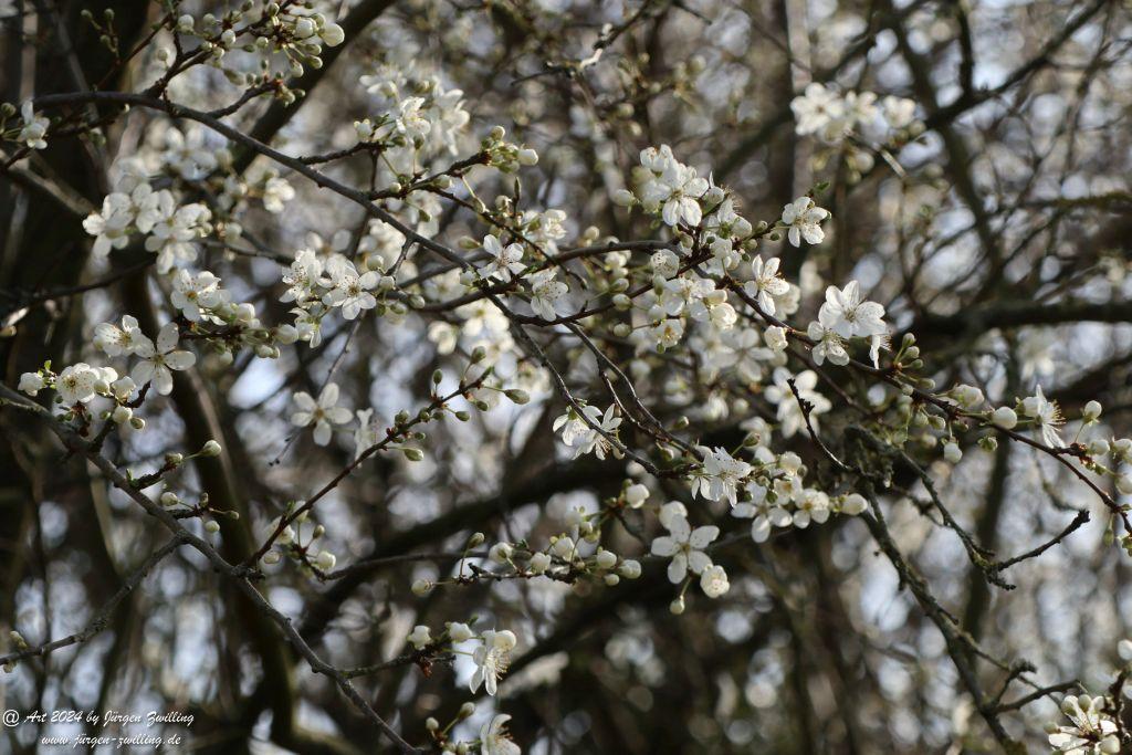 Mirabellenblüte - Rüdesheim an der Nahe - Rheinhessen