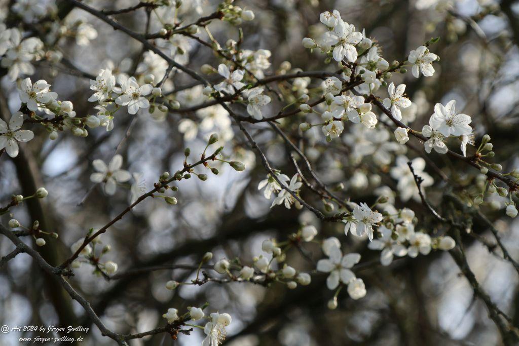 Mirabellenblüte - Rüdesheim an der Nahe - Rheinhessen