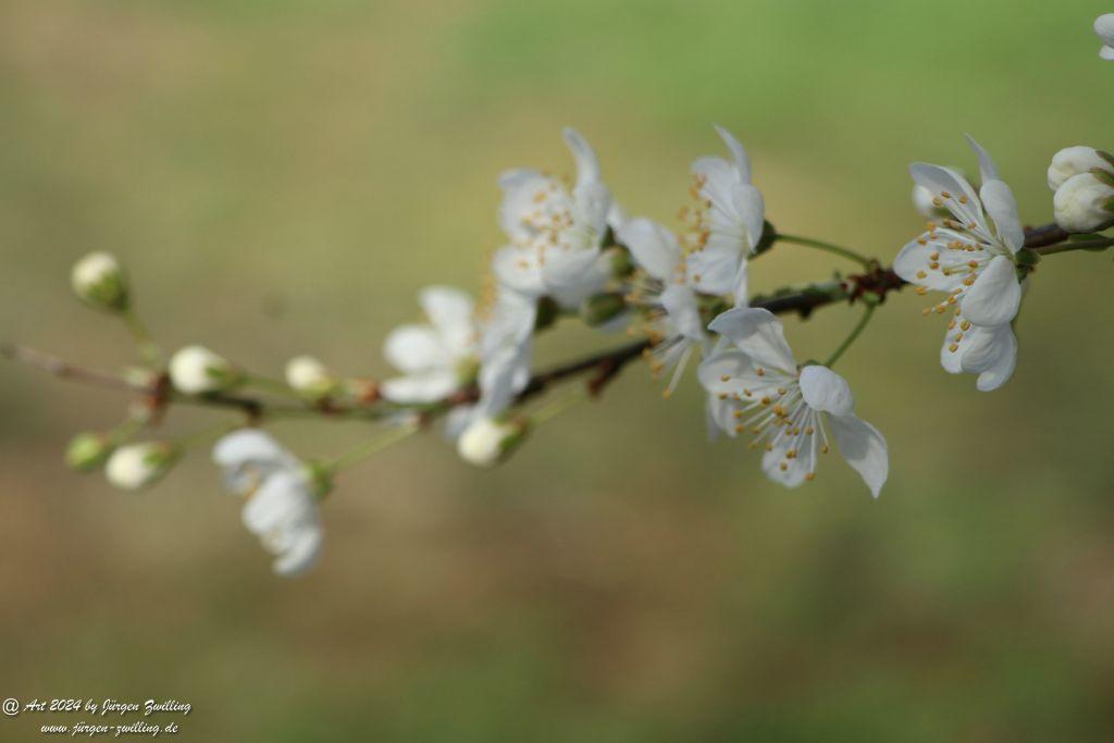 Mirabellenblüte - Rüdesheim an der Nahe - Rheinhessen