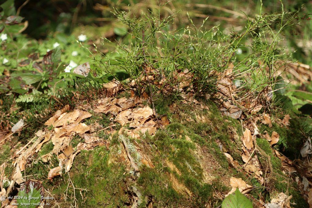 Philosophische Bildwanderung Steinklamm - Spiegelau - Bayerischer Wald