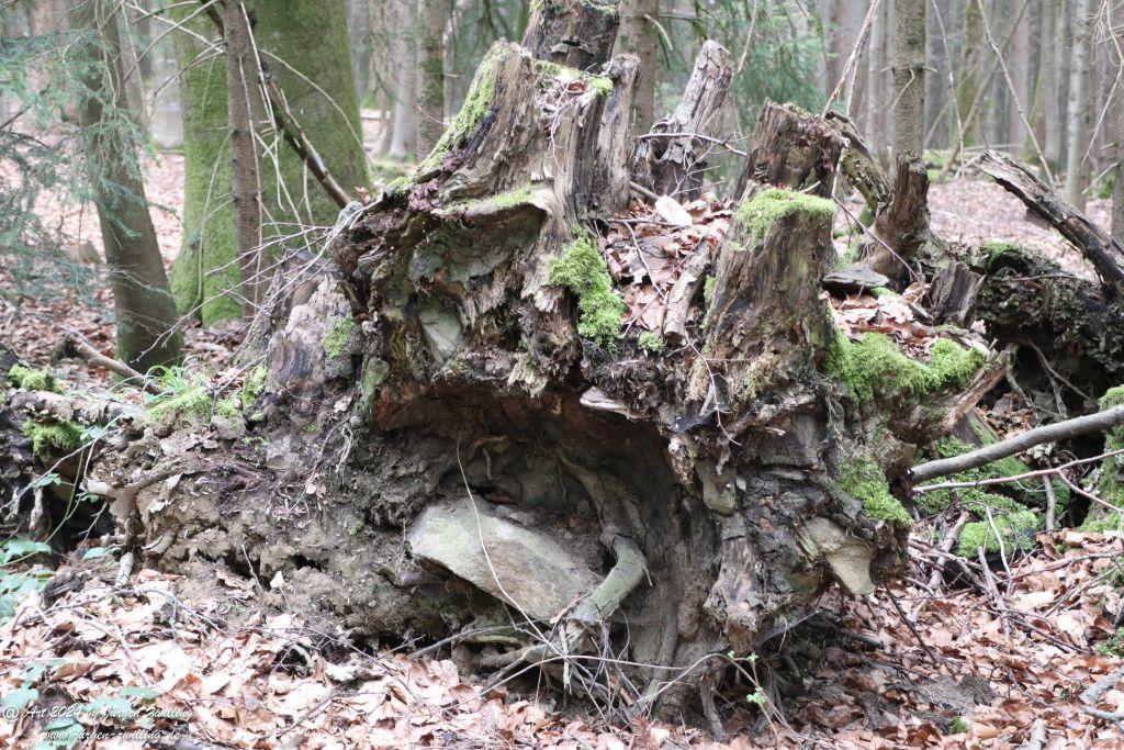 Philosophische Bildwanderung Rundweg Feldhase -Spiegelau - Bayerischer Wald