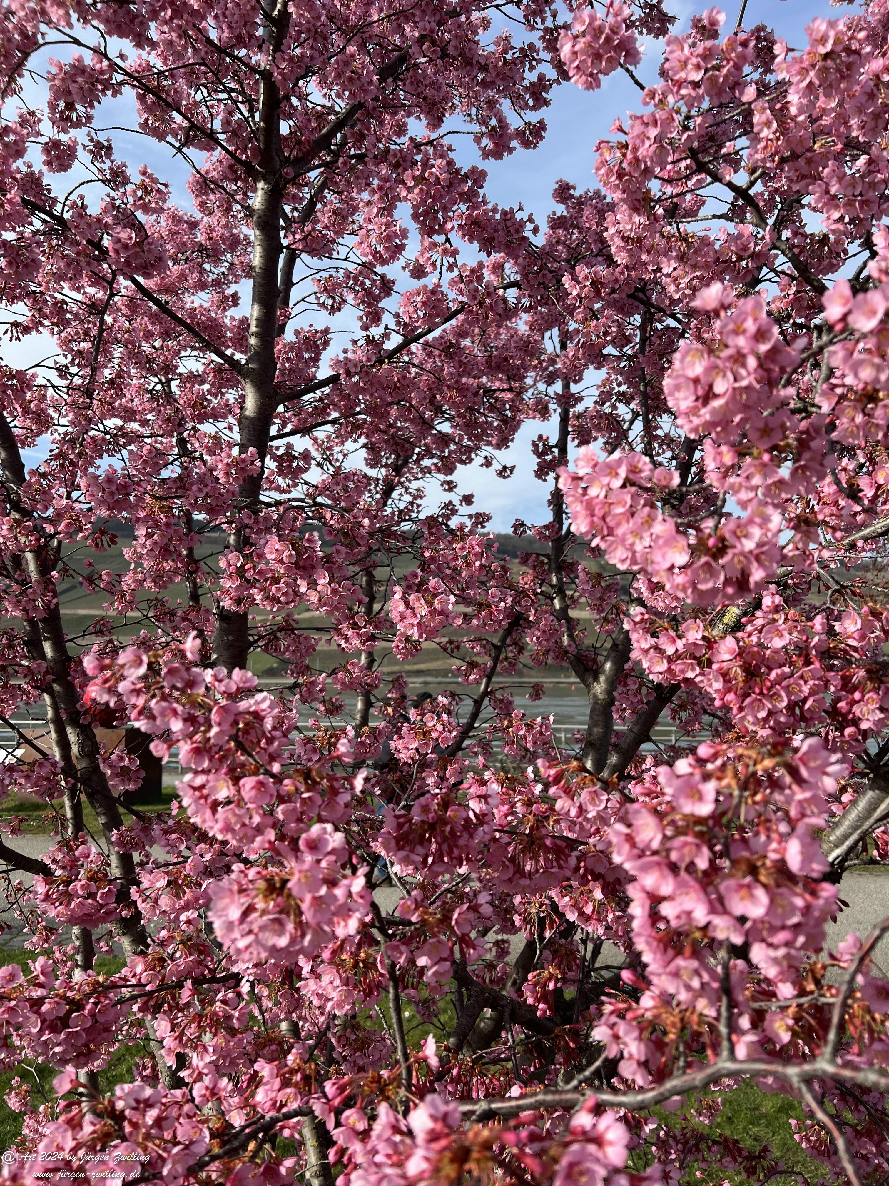 Japanische Kirschblüte 1 