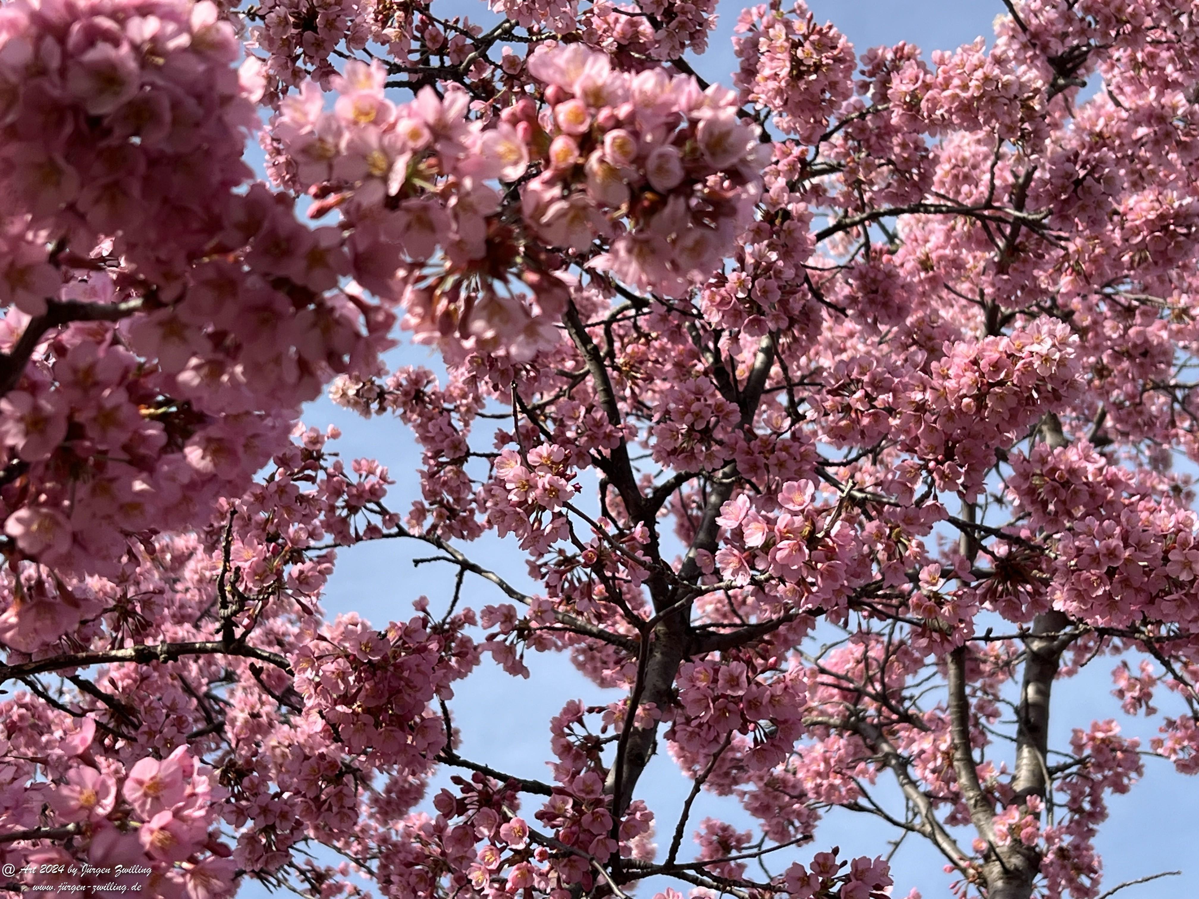 Japanische Kirschblüte 4 