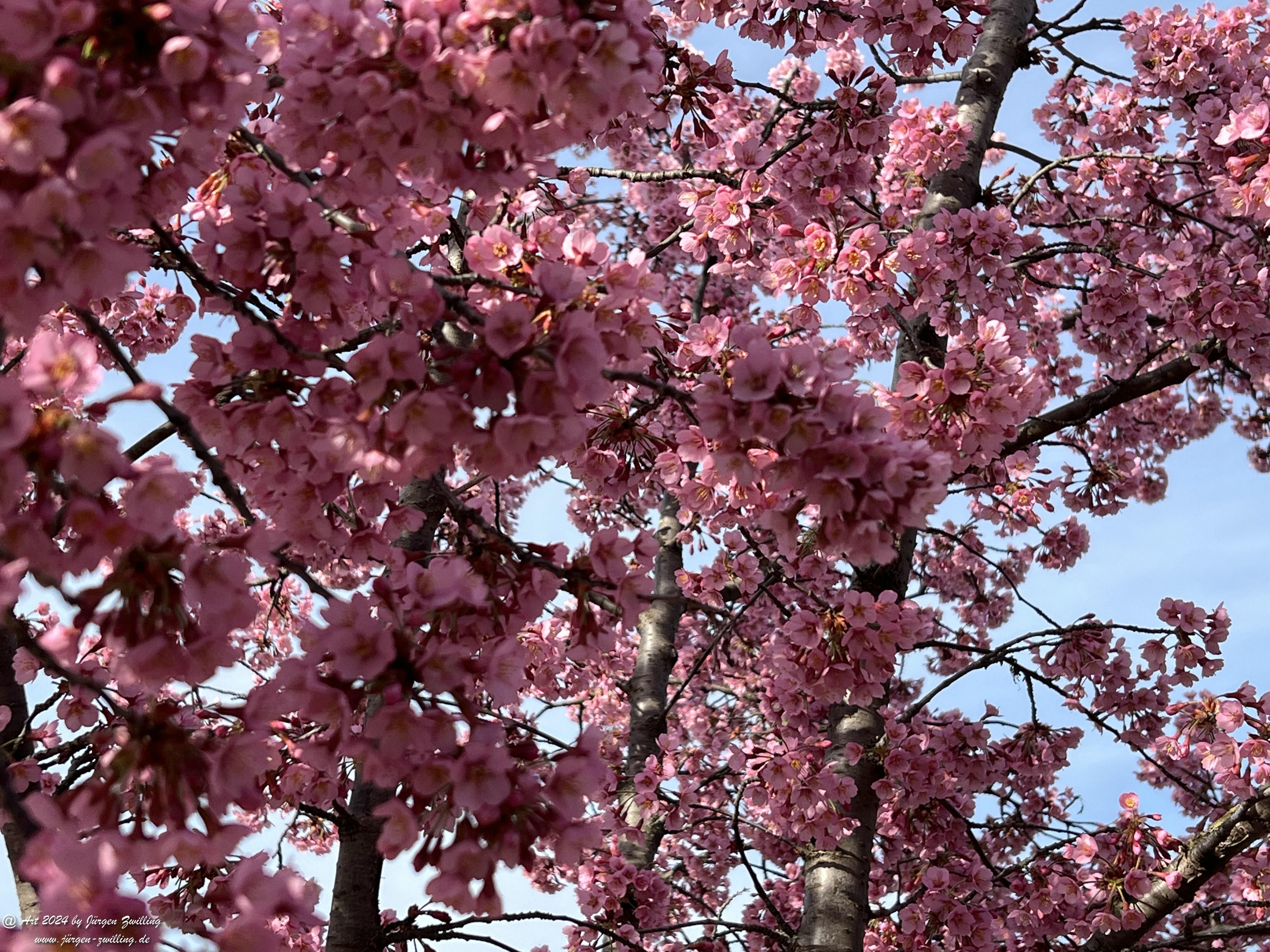 Japanische Kirschblüte 6