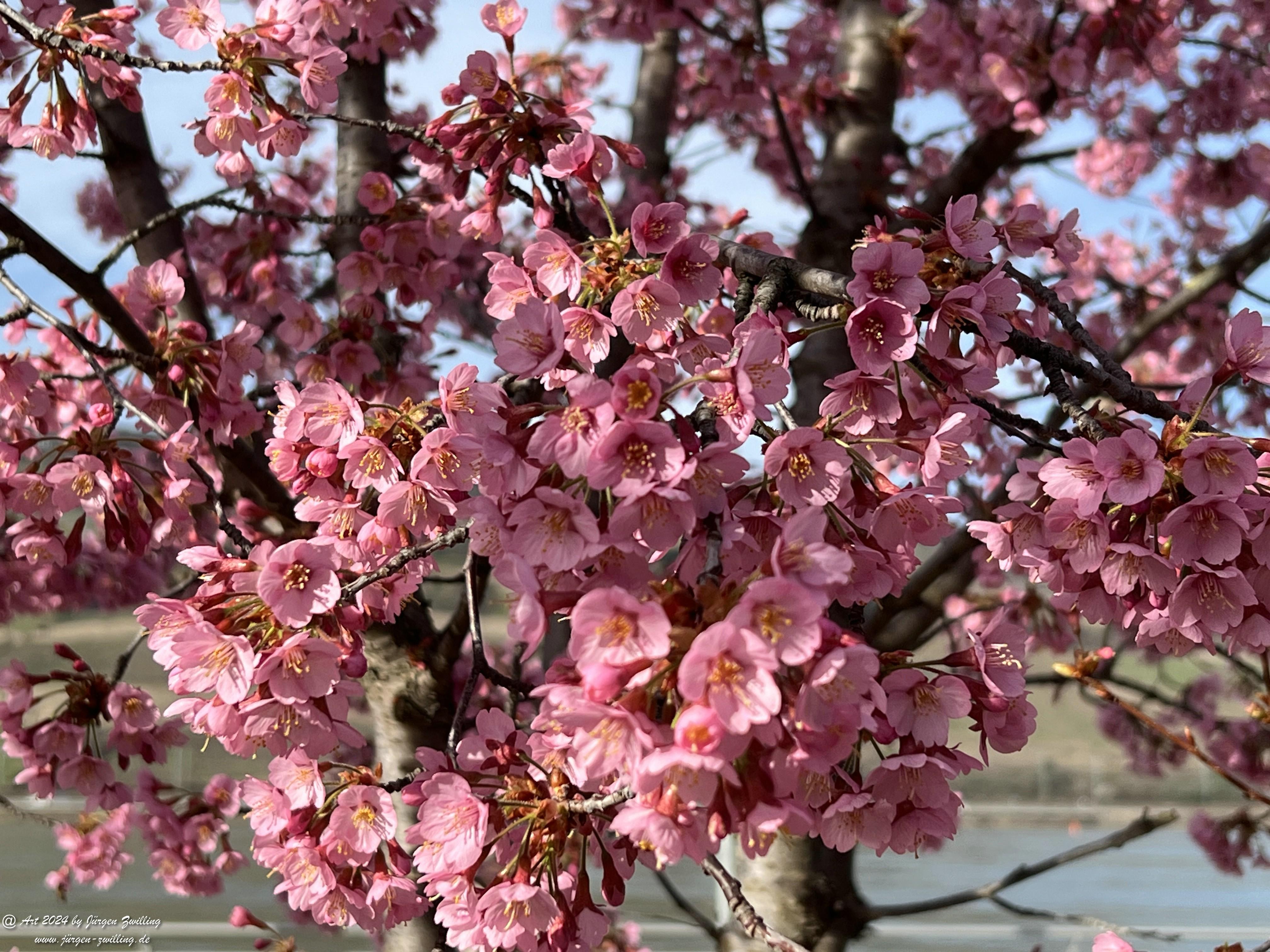 Japanische Kirschblüte 7 