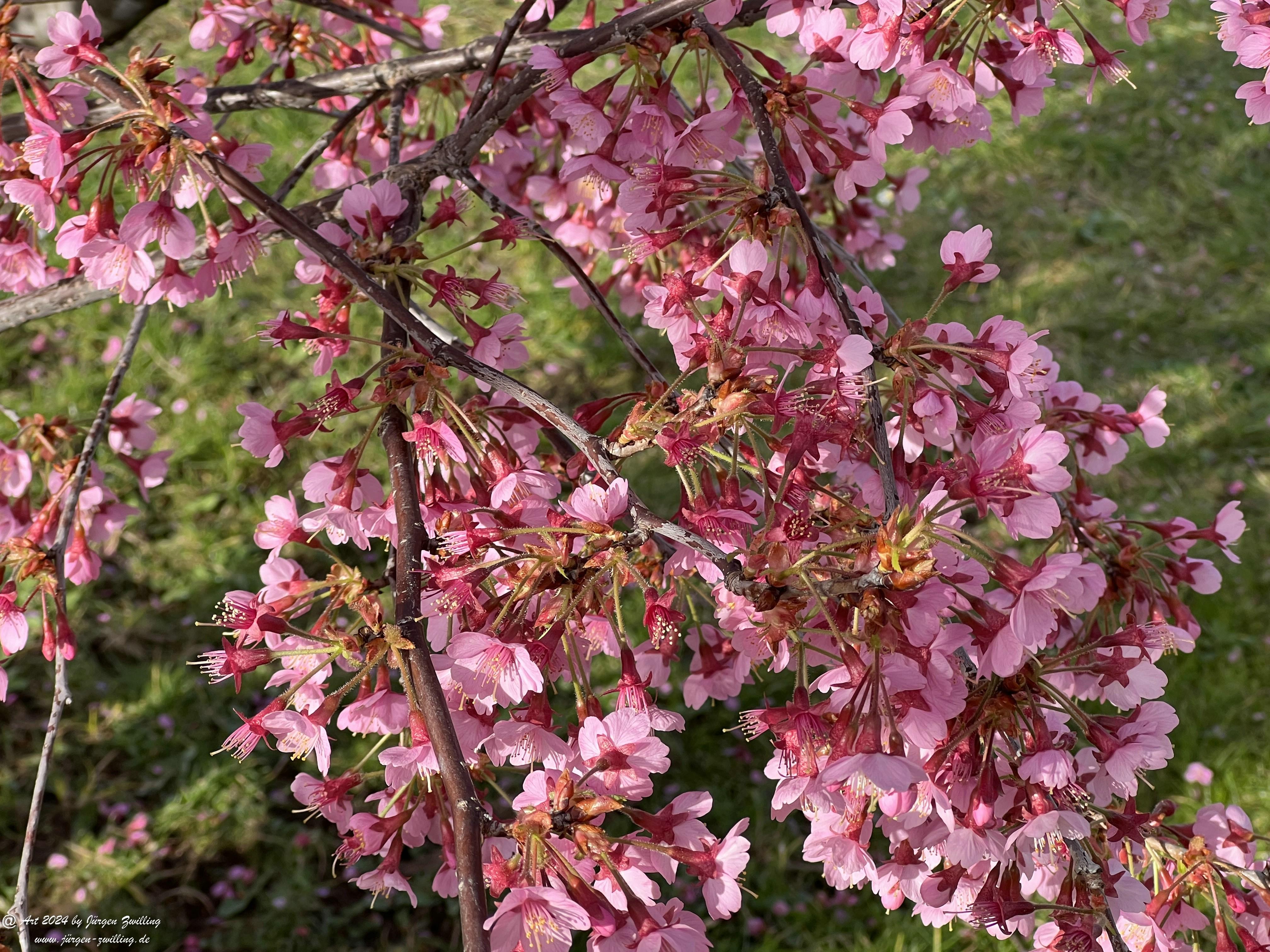 Japanische Kirschblüte 8 -