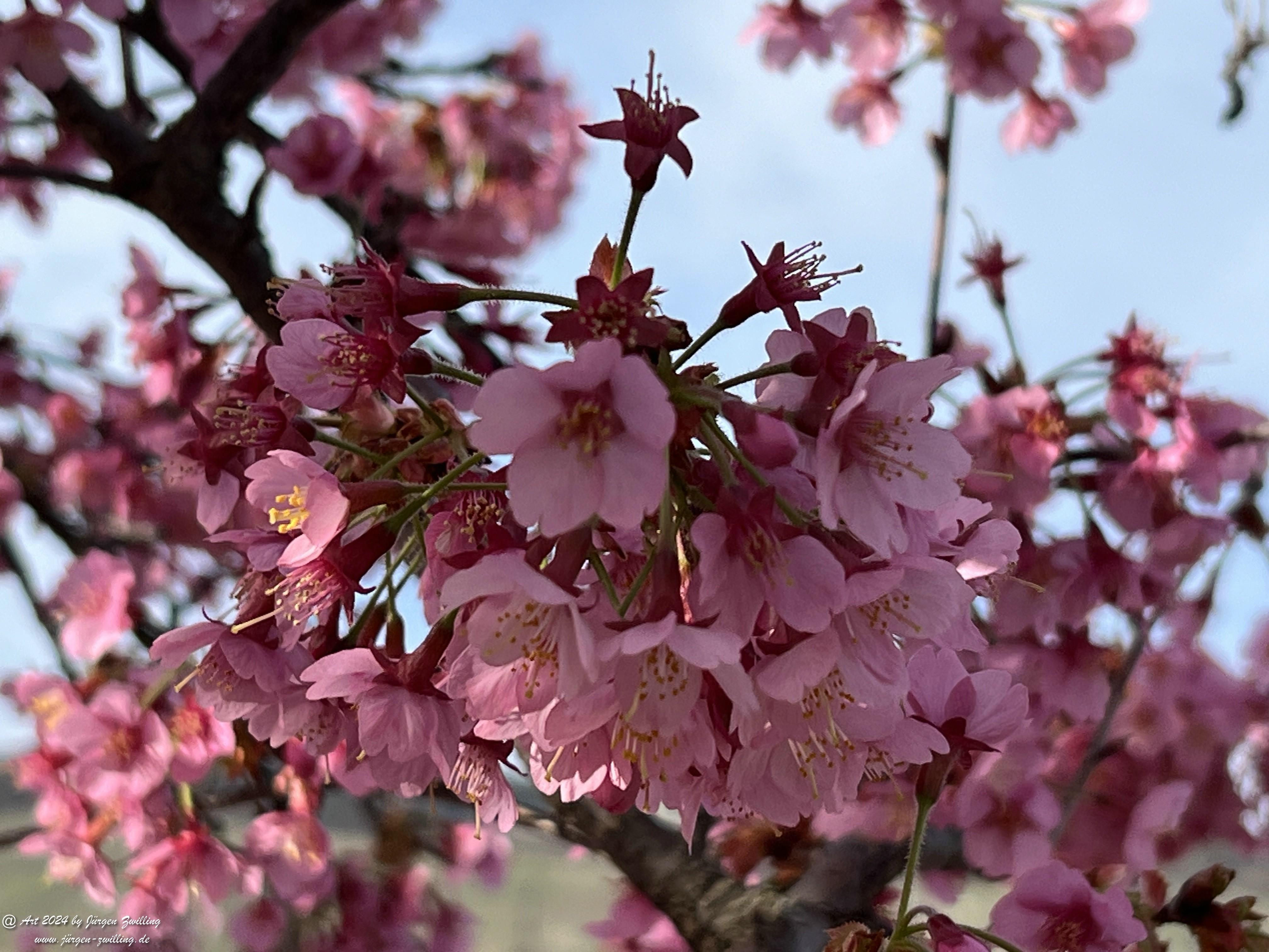 Japanische Kirschblüte 9