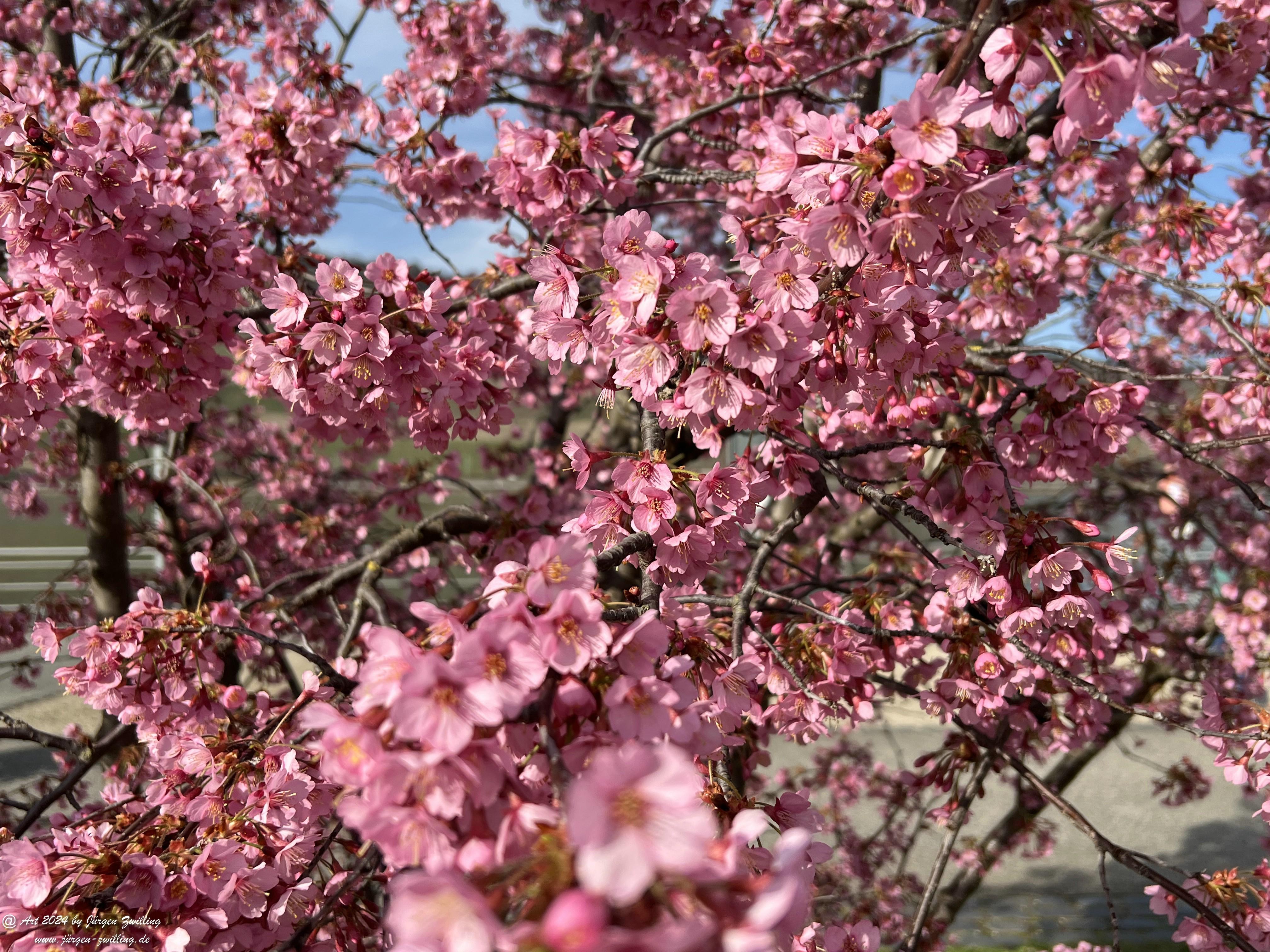 Japanische Kirschblüte 11 