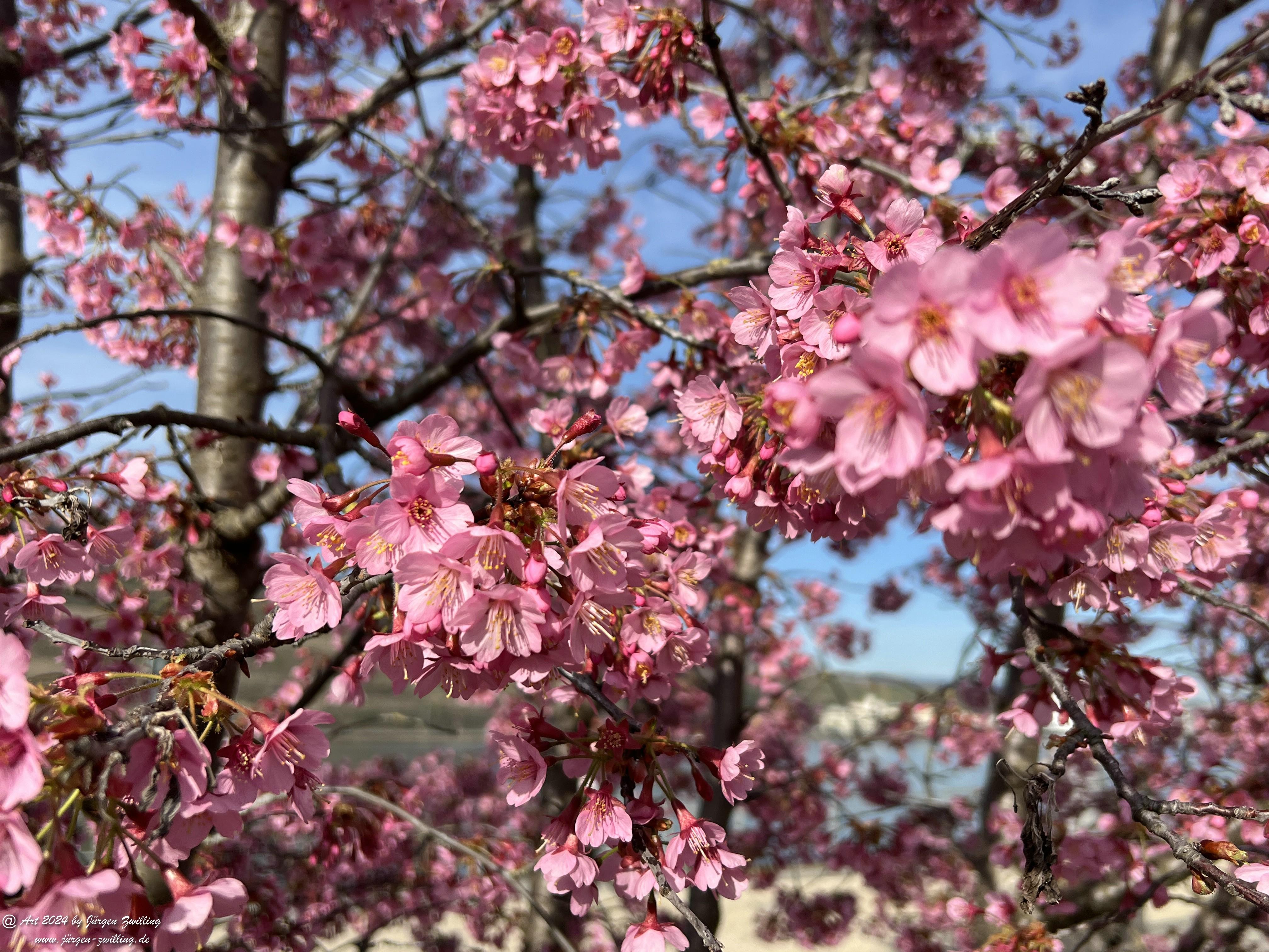 Japanische Kirschblüte 12 