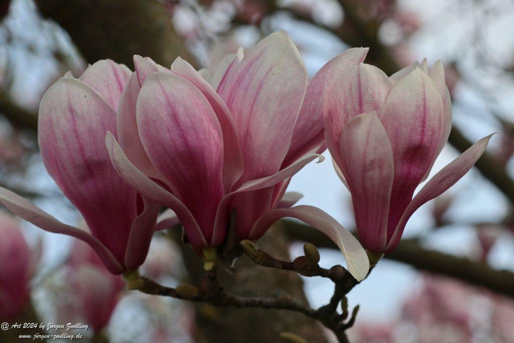 Magnolien - Rüdesheim an der Nahe - Rheinhessen