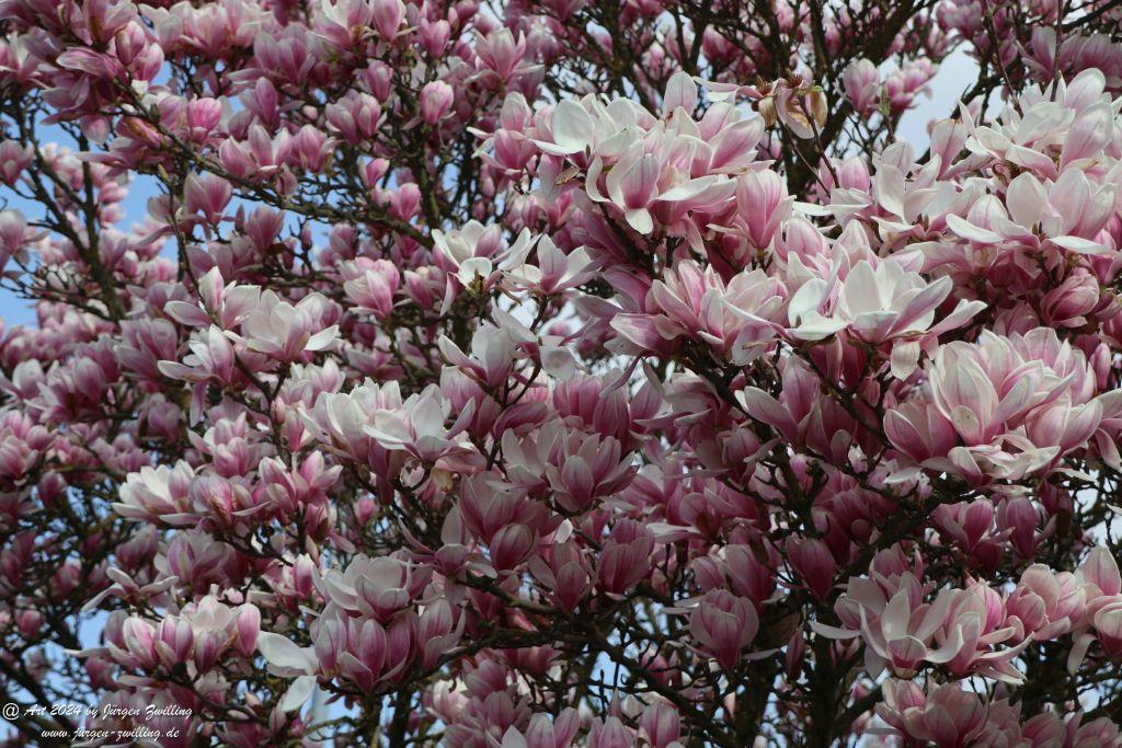 Magnolien - Rüdesheim an der Nahe - Rheinhessen