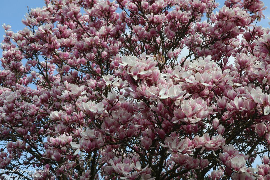 Magnolien - Rüdesheim an der Nahe - Rheinhessen