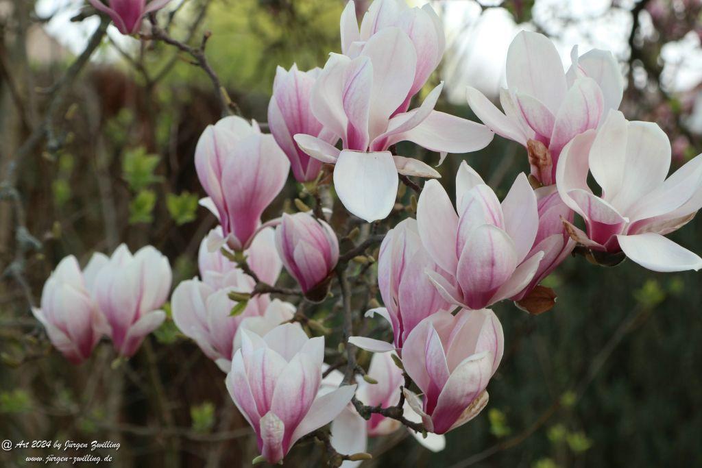 Magnolien - Rüdesheim an der Nahe - Rheinhessen