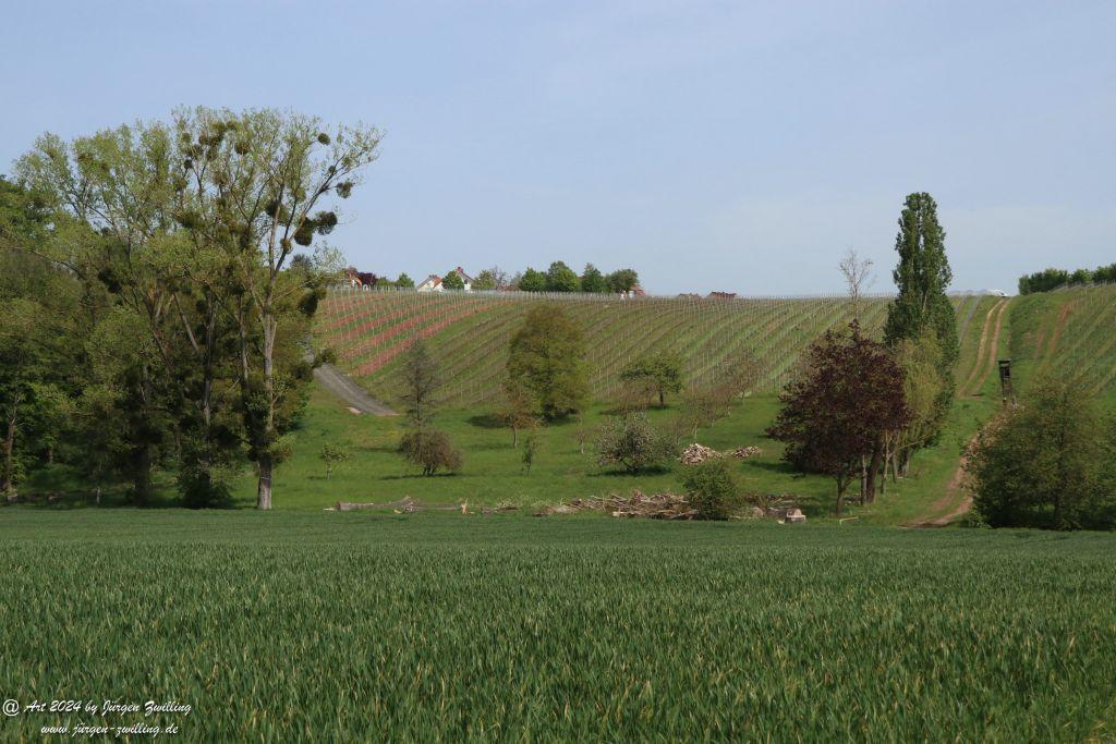 Philosophische Bildwanderung Sankt Kathariner Weinwanderung - Rheinhessen