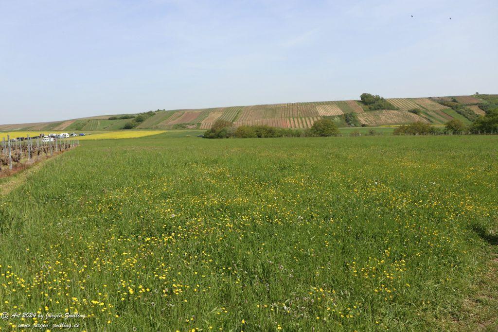 Philosophische Bildwanderung Sankt Kathariner Weinwanderung - Rheinhessen