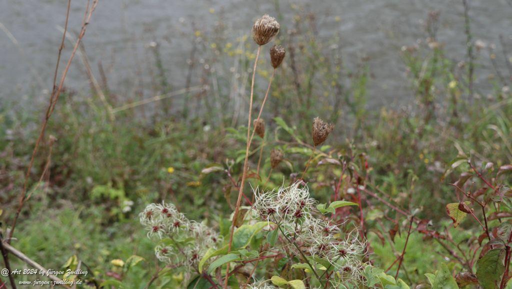 Moselufer Beilsein  -Burg Metternich - Beilstein an der Mosel