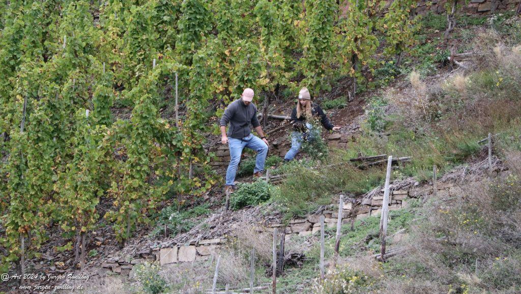 Moselufer Beilsein -Burg Metternich - Beilstein an der Mosel