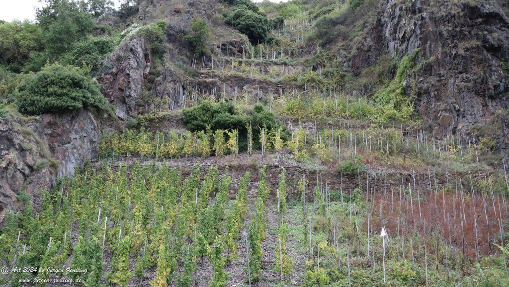 Moselufer Beilsein -Burg Metternich - Beilstein an der Mosel