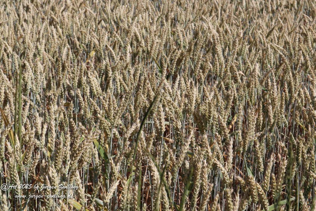 Rheinhessen im Juni 2025 - Mandel
