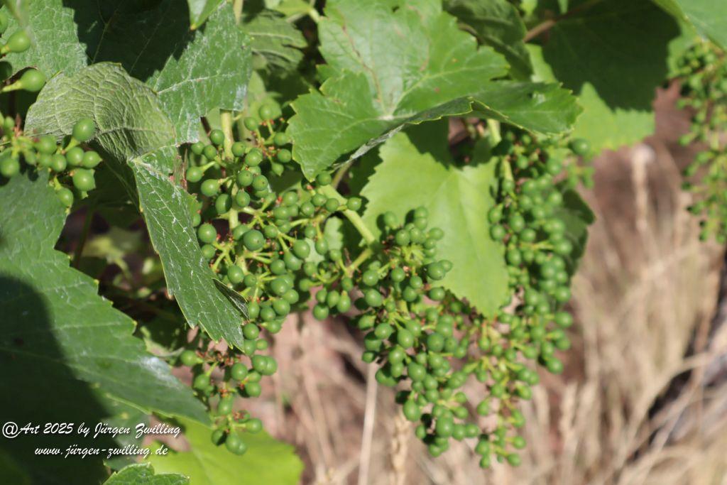Rheinhessen im Juni 2025 - Mandel