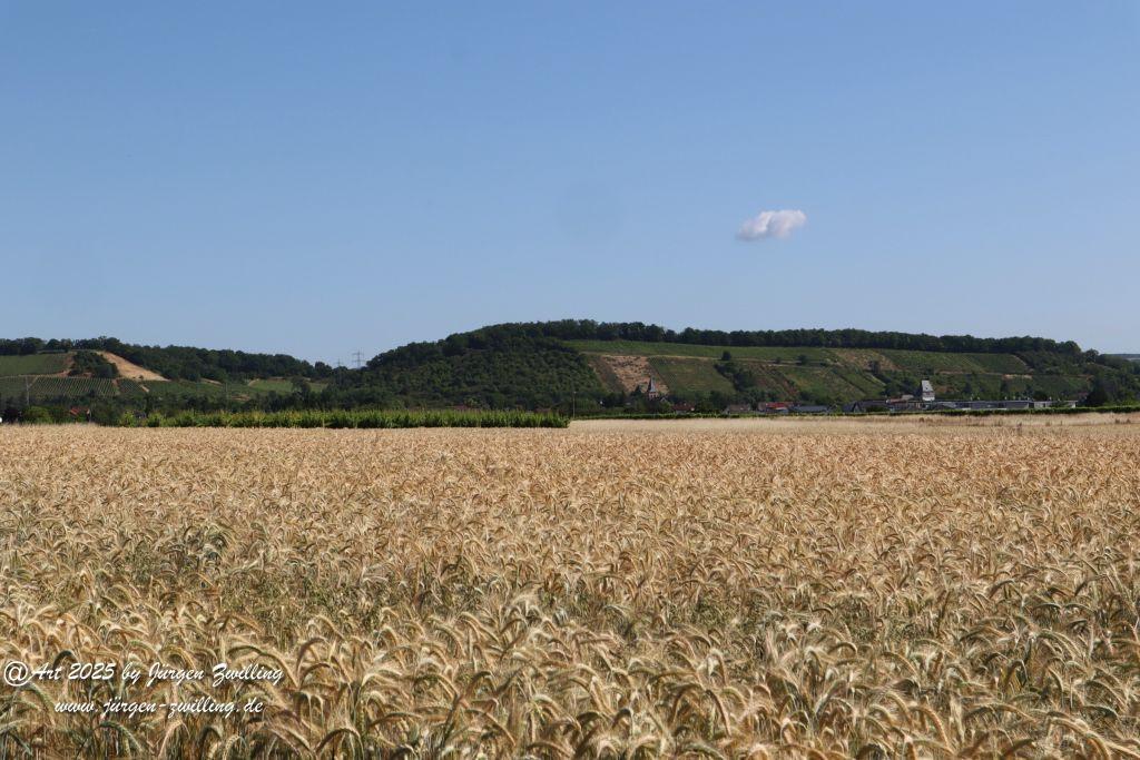 Rheinhessen im Juni 2025 - Mandel