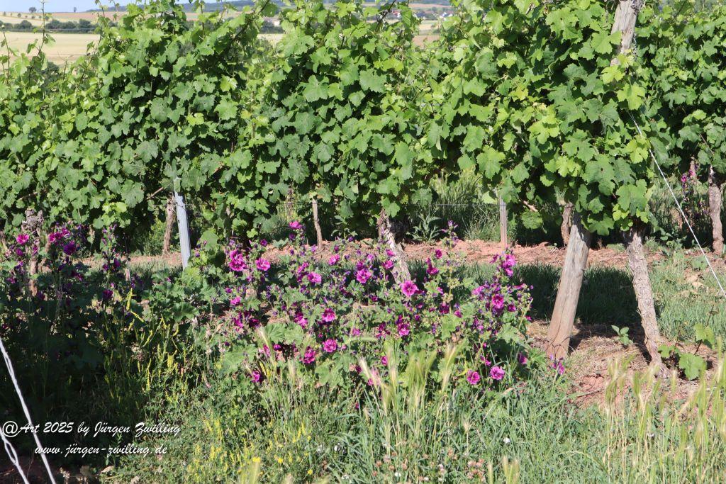 Rheinhessen im Juni 2025 - Mandel