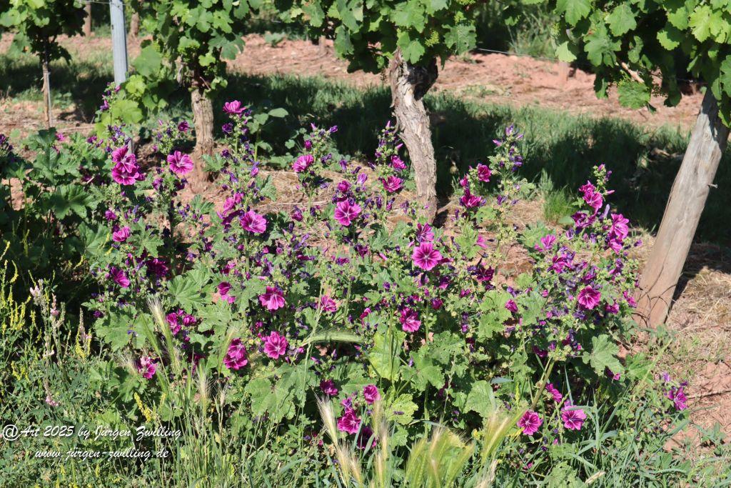 Rheinhessen im Juni 2025 - Mandel