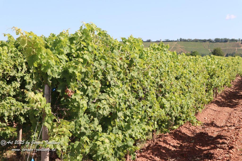 Rheinhessen im Juni 2025 - Mandel