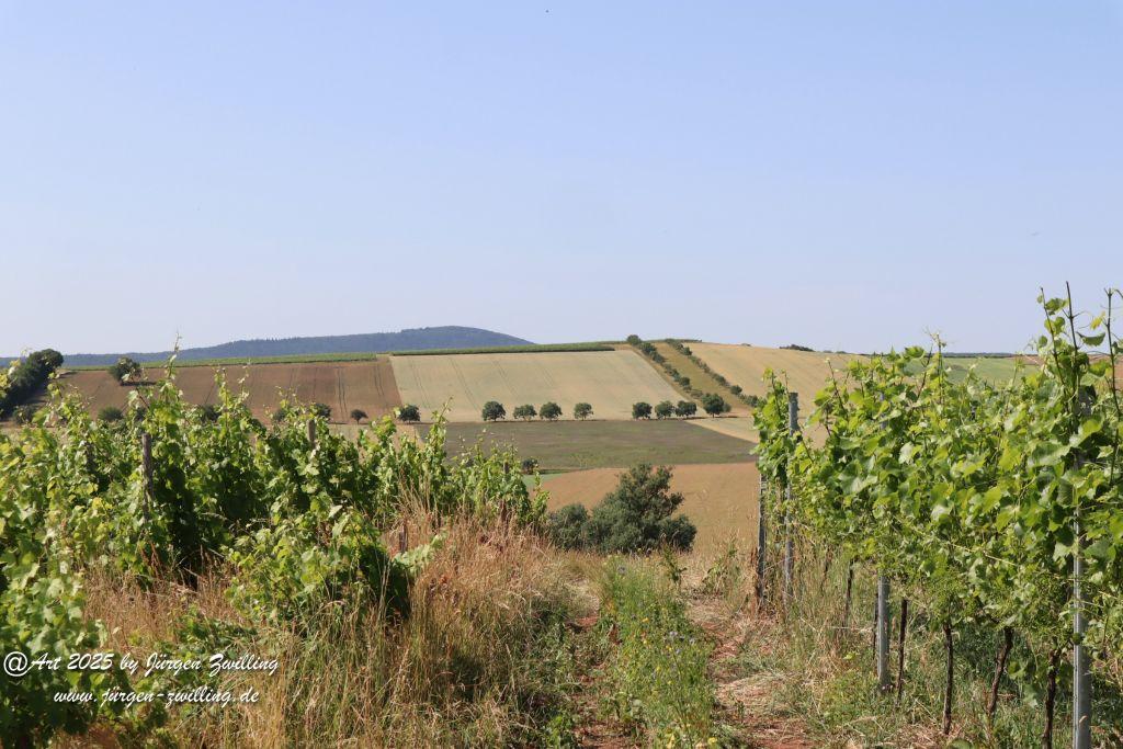 Rheinhessen im Juni 2025 - Mandel