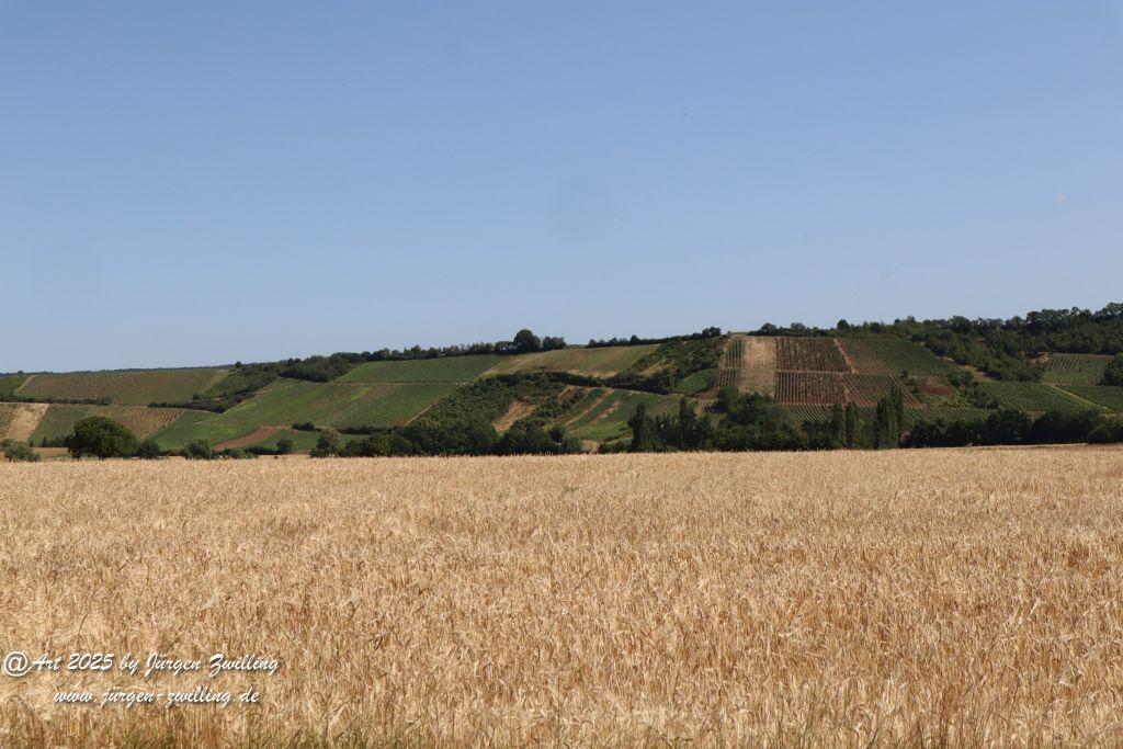 Rheinhessen im Juni 2025 - Mandel