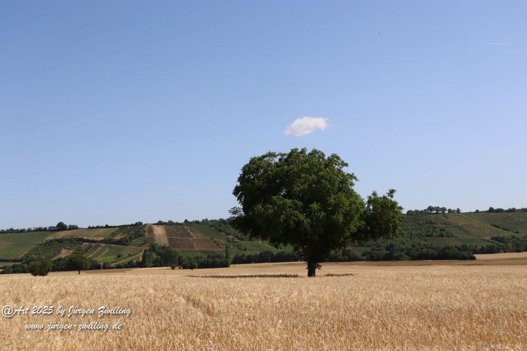 Rheinhessen im Juni 2025 - Mandel