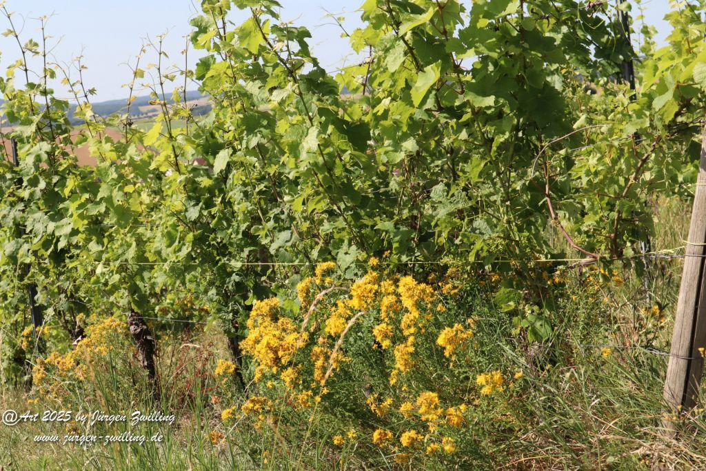 Rheinhessen im Juni 2025 - Mandel