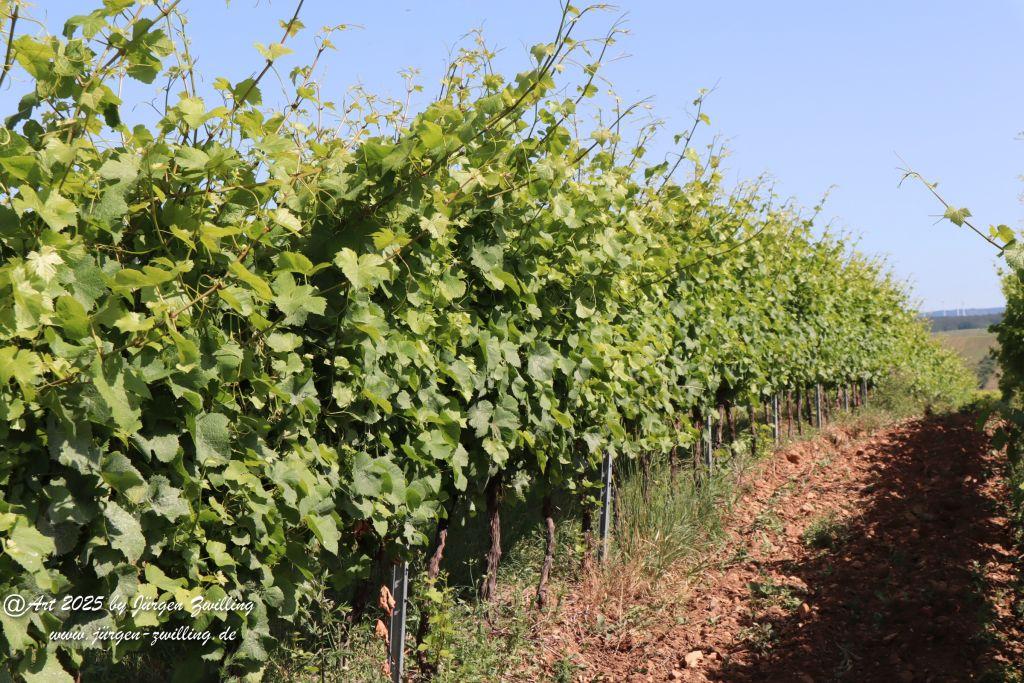 Rheinhessen im Juni 2025 - Mandel