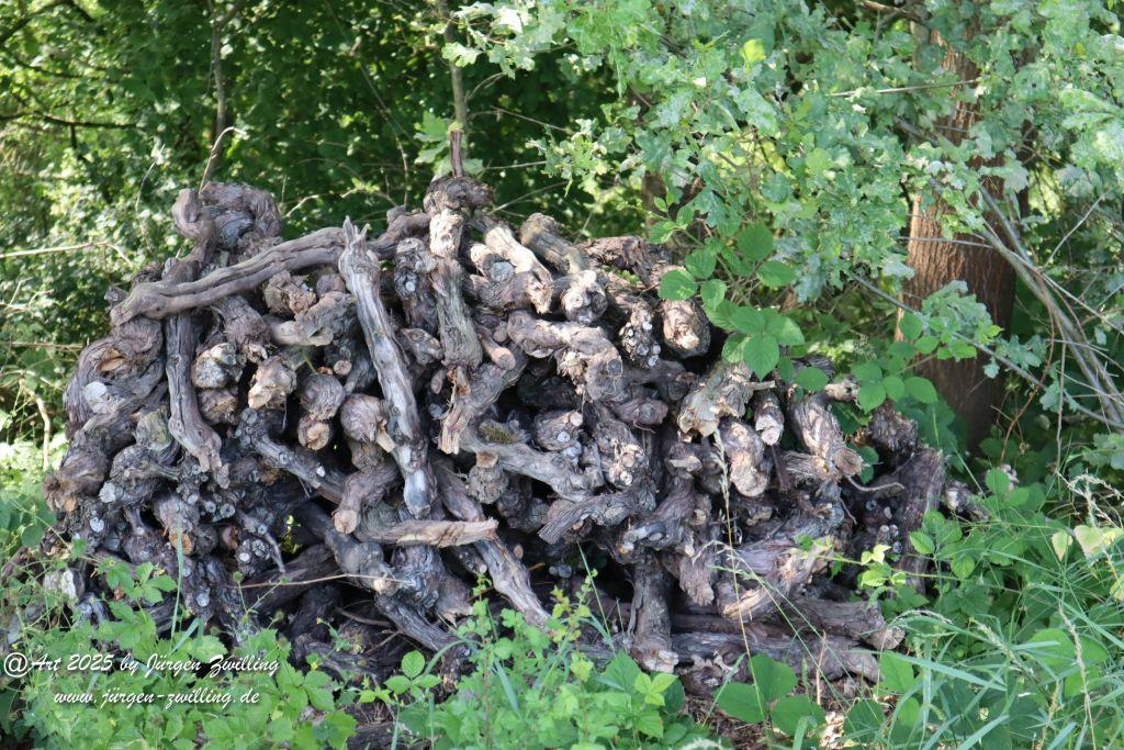 Rheinhessen im Juni 2025 - Mandel