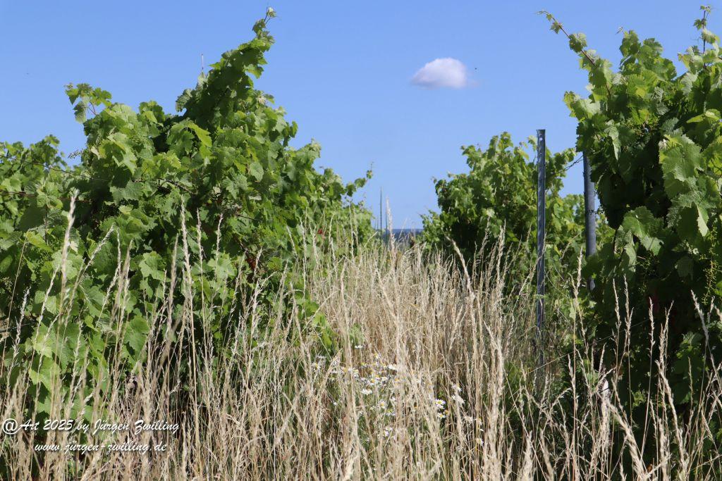 Rheinhessen im Juni 2025 - Mandel
