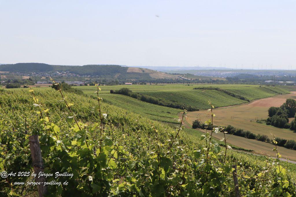 Rheinhessen im Juni 2025 - Mandel