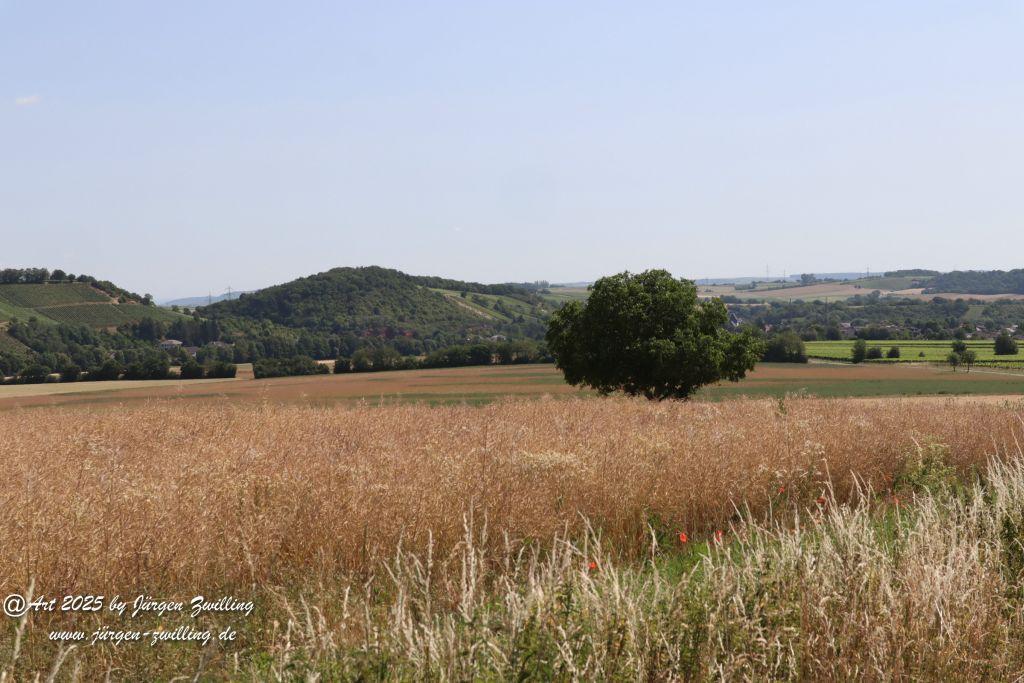 Rheinhessen im Juni 2025 - Mandel