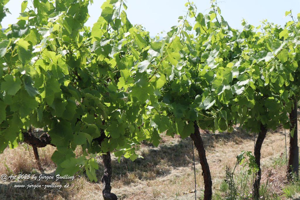 Rheinhessen im Juni 2025 - Mandel