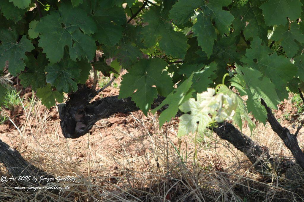 Rheinhessen im Juni 2025 - Mandel