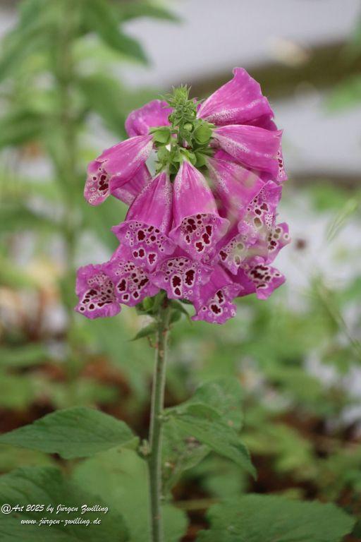 Den Haag - Niederlande