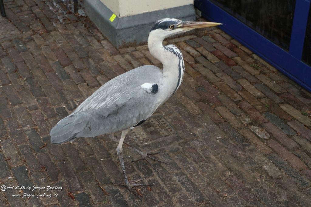 Den Haag - Niederlande