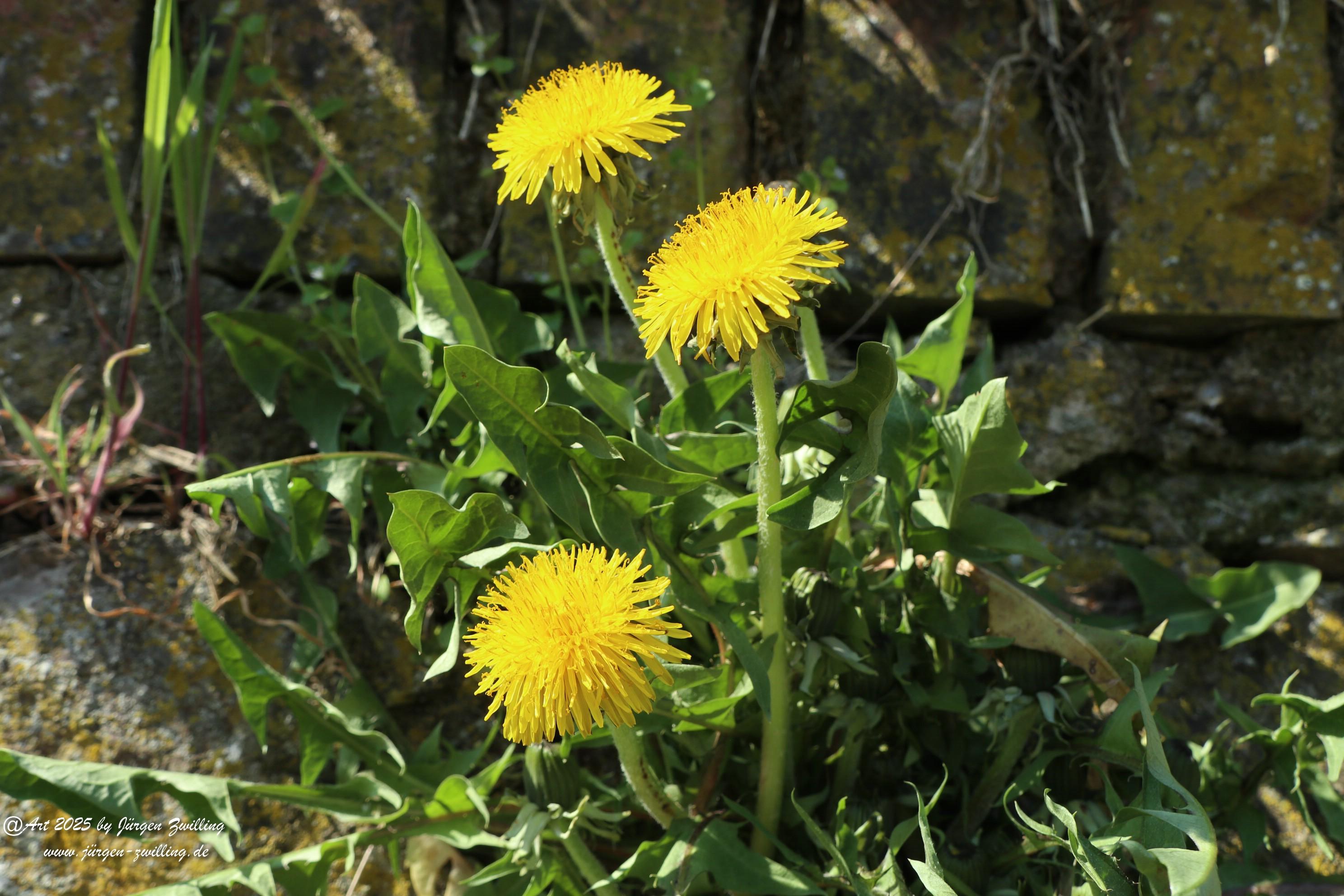 Roseninsel Bad Kreuznach 2