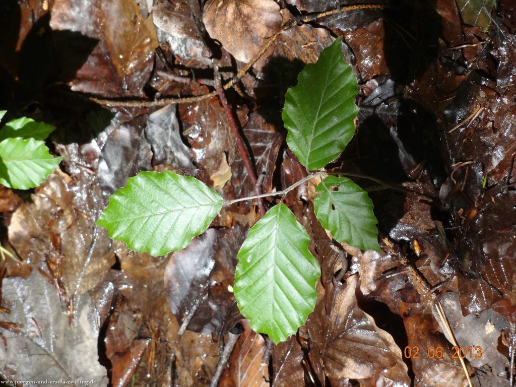 Philosophische Bildwanderung Höhenweg Grund - Spessart