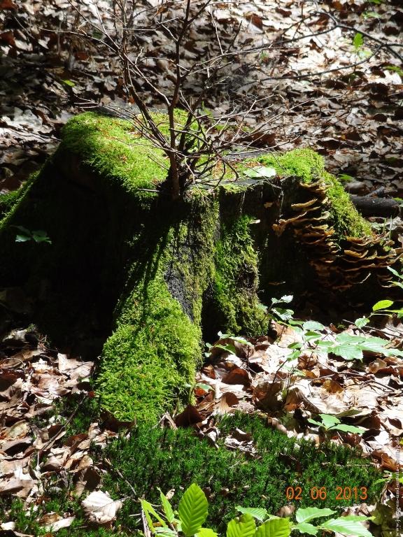 Philosophische Bildwanderung Höhenweg Grund - Spessart