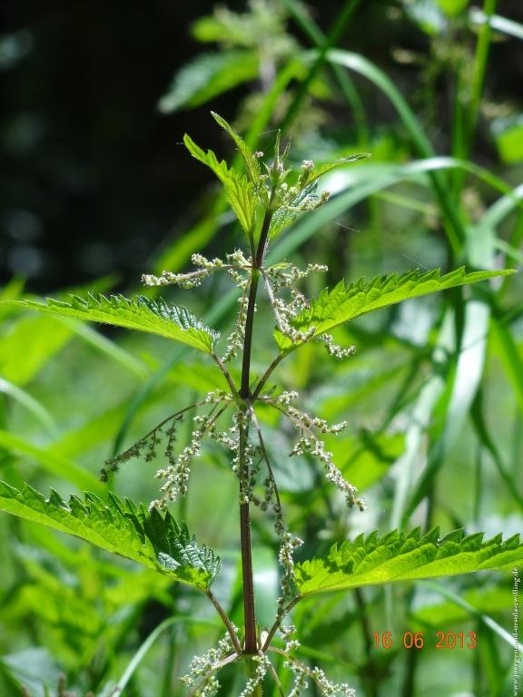 Philosophische Bildwanderung Fraenkisch-Crumbach-Burg-Rodenstein-Runde-Wanderung-auf-Ritterspfaden-