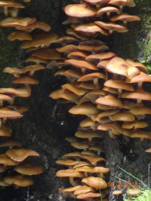 Philosophische Bildwanderung Fraenkisch-Crumbach-Burg-Rodenstein-Runde-Wanderung-auf-Ritterspfaden-