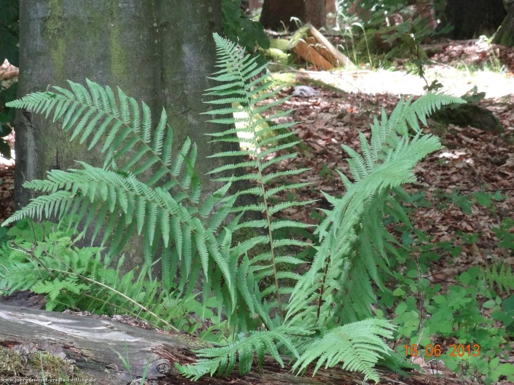 Philosophische Bildwanderung Fraenkisch-Crumbach-Burg-Rodenstein-Runde-Wanderung-auf-Ritterspfaden-