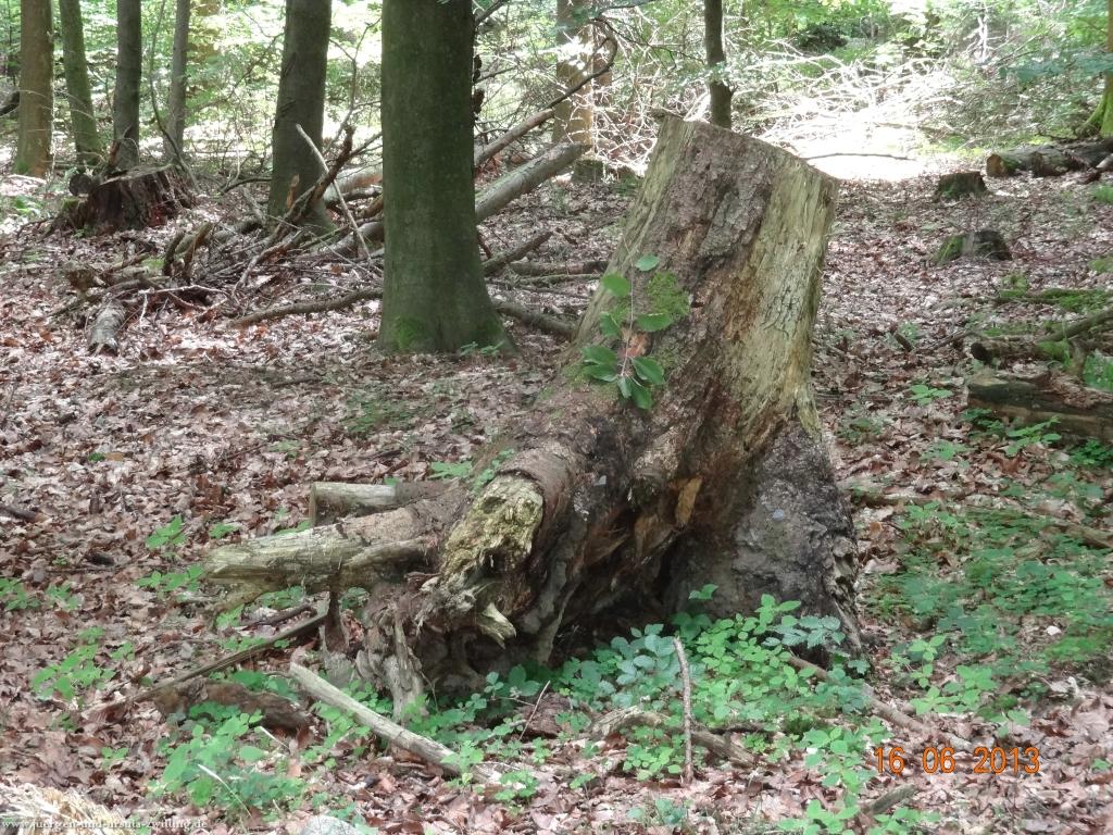 Philosophische Bildwanderung Fraenkisch-Crumbach-Burg-Rodenstein-Runde-Wanderung-auf-Ritterspfaden-