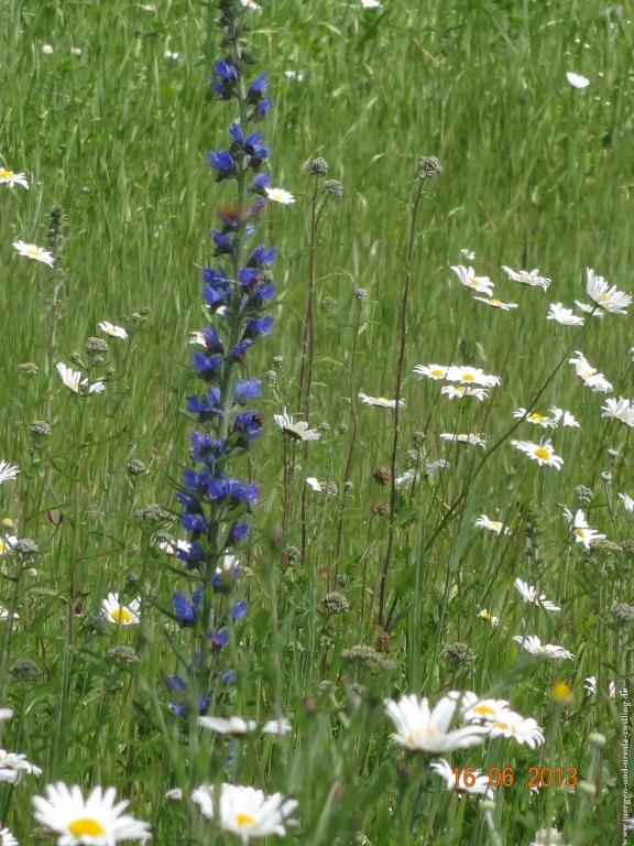 Philosophische Bildwanderung Fraenkisch-Crumbach-Burg-Rodenstein-Runde-Wanderung-auf-Ritterspfaden-
